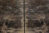 Polished Petrified Wood Bookends - Washington #382172-2